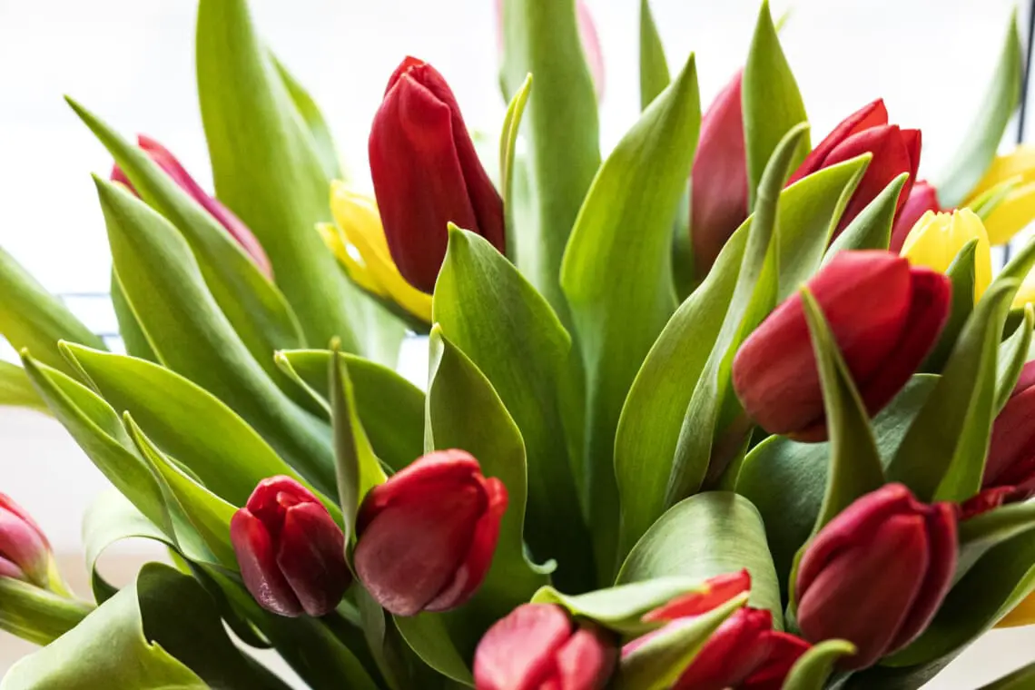 d1e535a1 94eb 4d6c 8fc0 a119ec2a251a